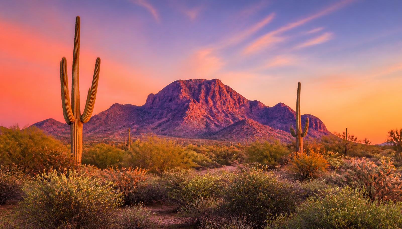 Saguaro cactus and a desert mountain ridge against a pink and orange sunset