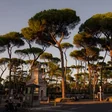 A tree-lined avenue of tall umbrella pines in a sunny park