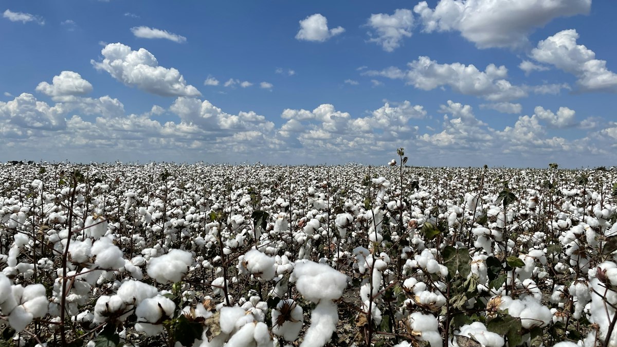 Cotton field under a blue sky in eastern North Carolina